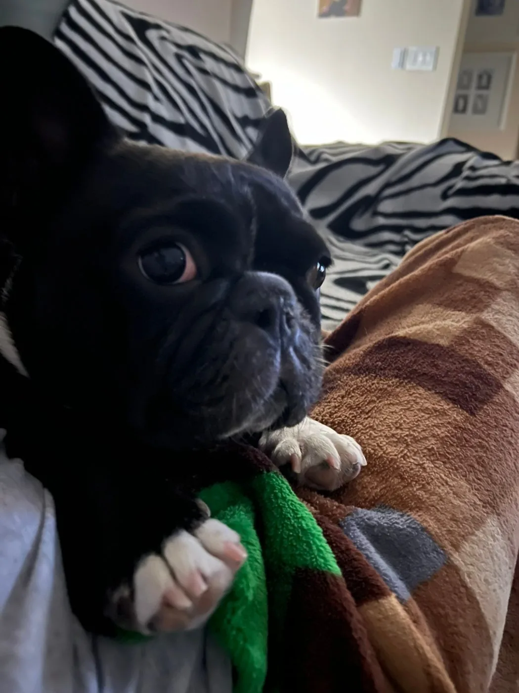 a french bulldog on a blanket