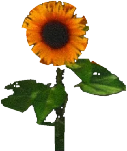 a potted sunflower